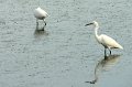 30.9.2012 Saline di Priolo (157)